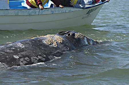 18barnacledwhale